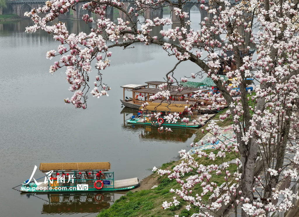 安徽歙县：新安江畔玉兰花渐次绽放【4】