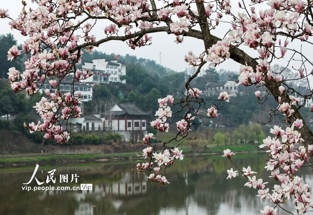 安徽歙县：新安江畔玉兰花渐次绽放【5】