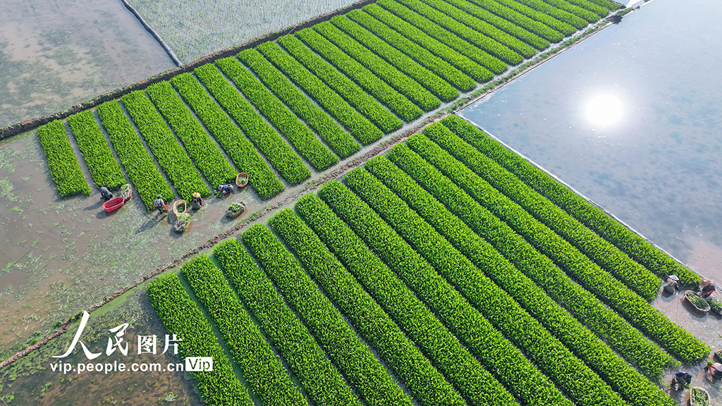 云南陆良:移栽慈姑【7】