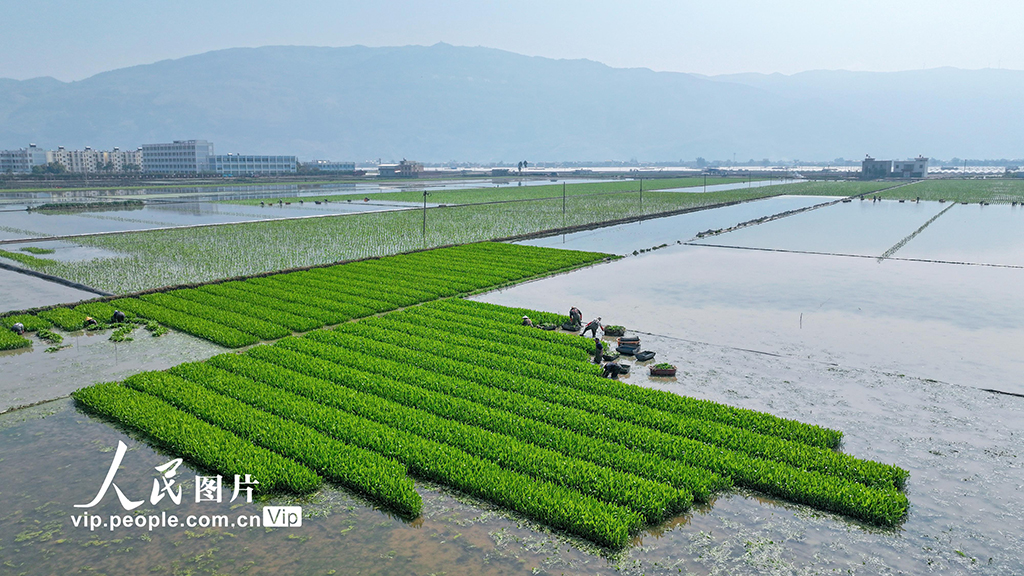 云南陆良:移栽慈姑【6】