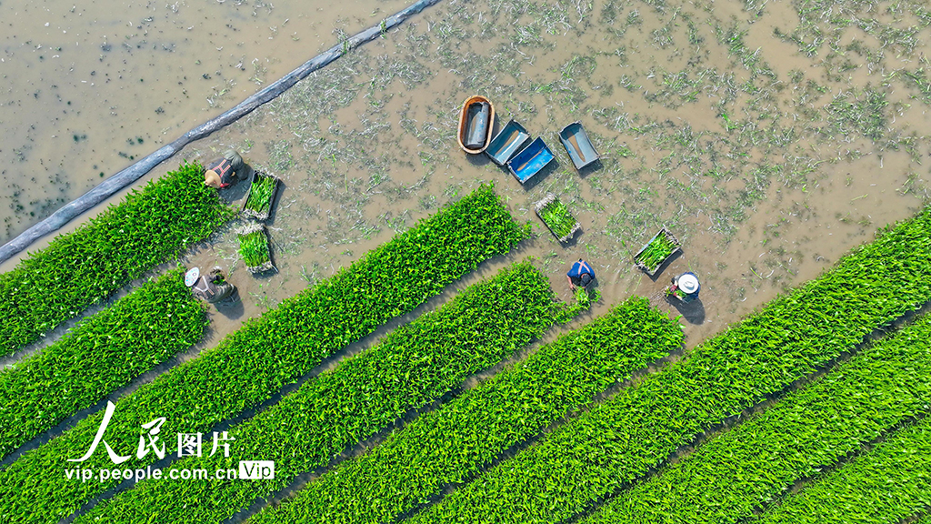 云南陆良:移栽慈姑【5】