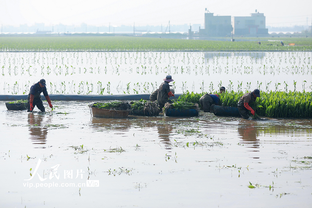 云南陆良:移栽慈姑【4】