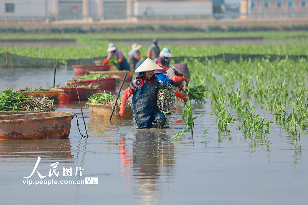 云南陆良:移栽慈姑【2】