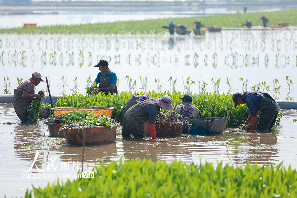 云南陆良:移栽慈姑【3】