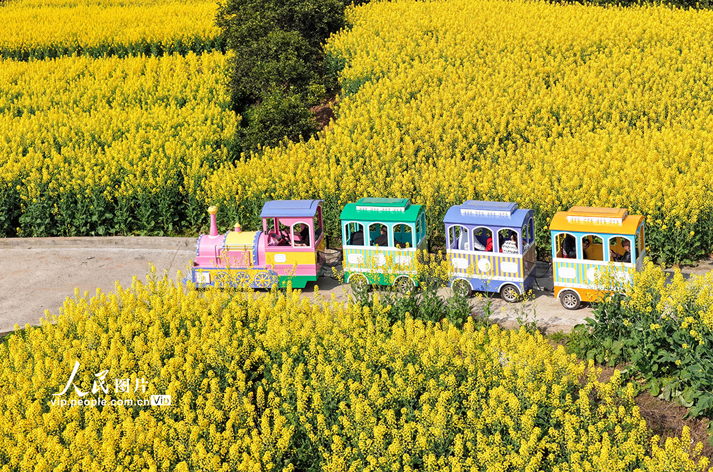 四川蓬安:油菜花开引客来【2】