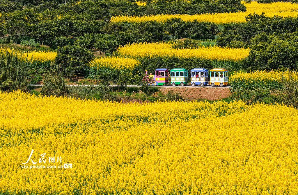 四川蓬安:油菜花开引客来【3】