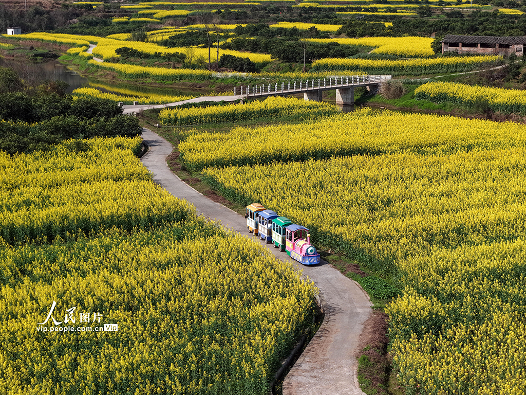 四川蓬安:油菜花开引客来【4】