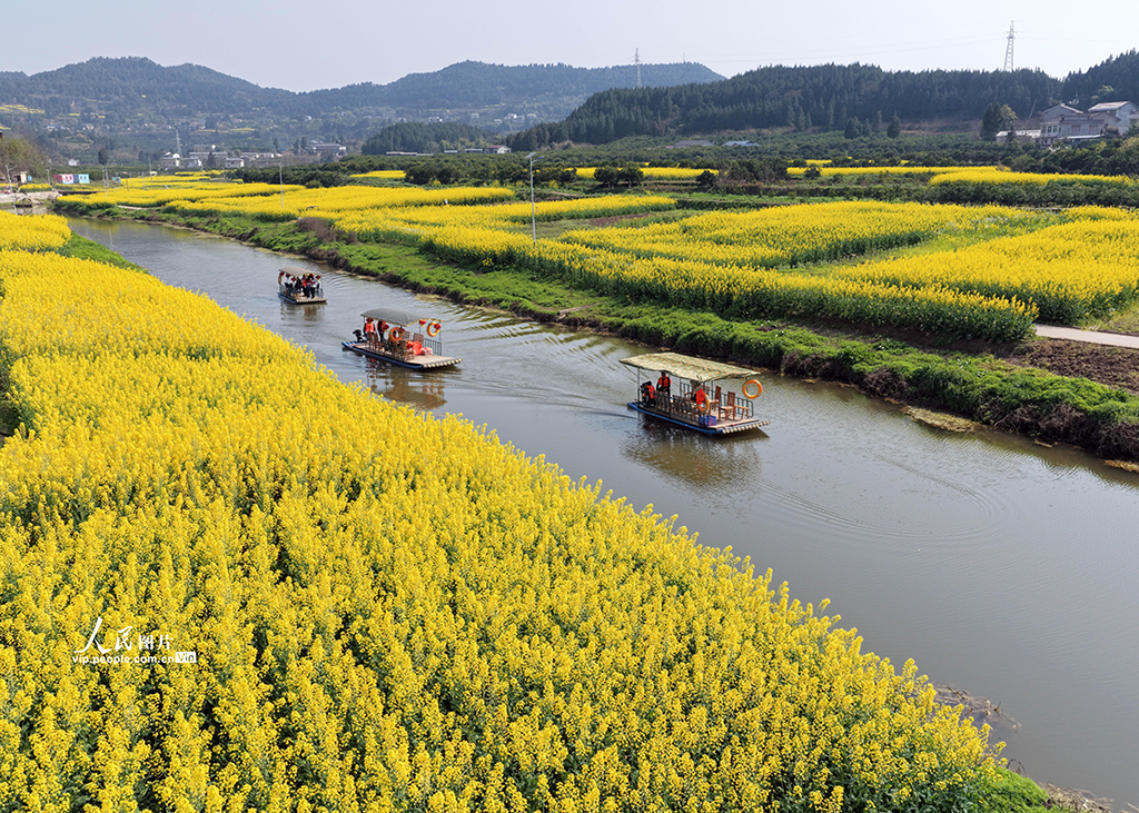 四川蓬安:油菜花开引客来【5】