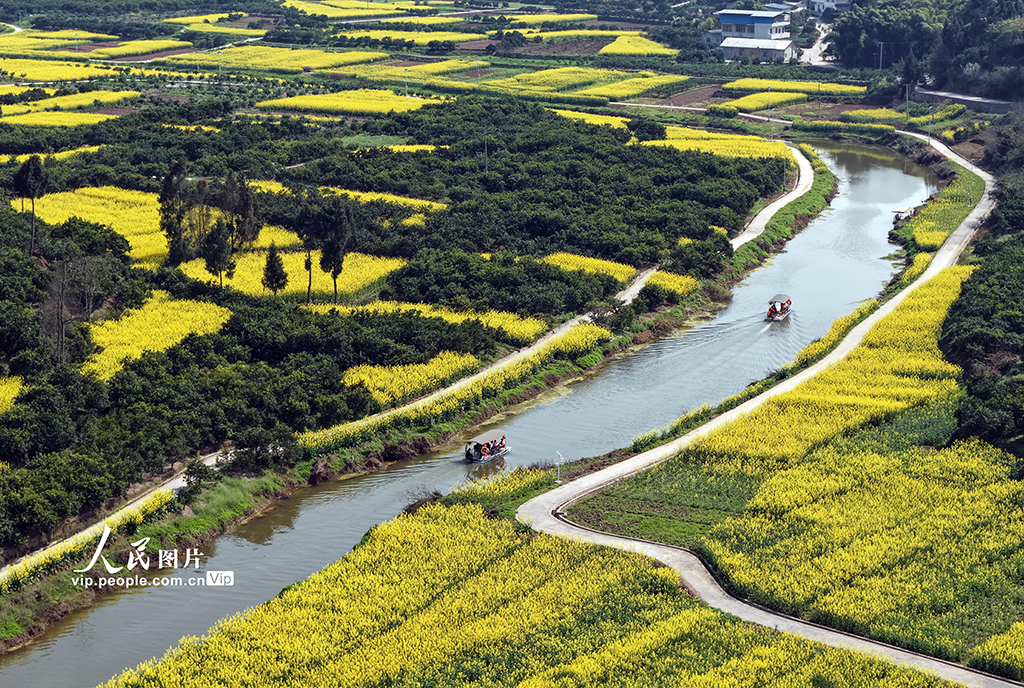 四川蓬安:油菜花开引客来【6】