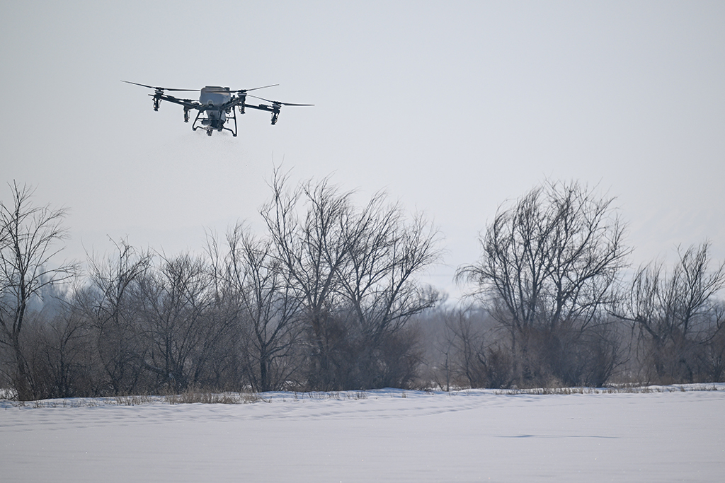 在新疆昌吉回族自治州玛纳斯县乐土驿镇，无人机在播撒返青肥料（3月4日摄）。