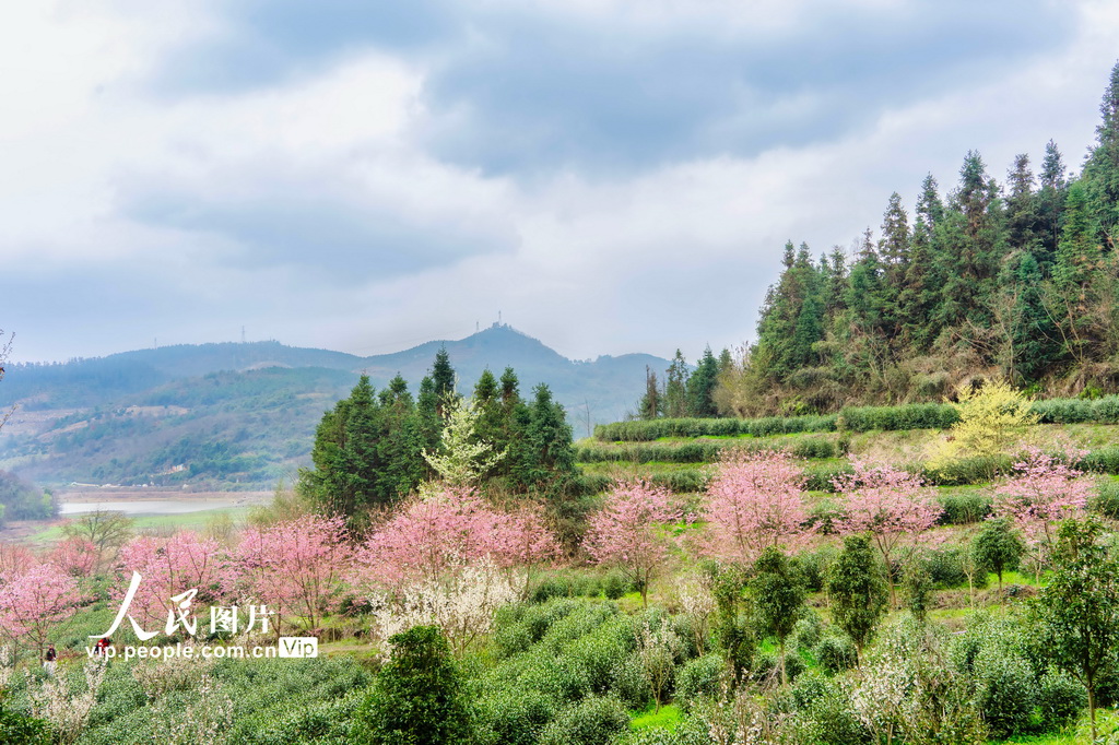 湖南靖州:茶樱相映春意浓【2】