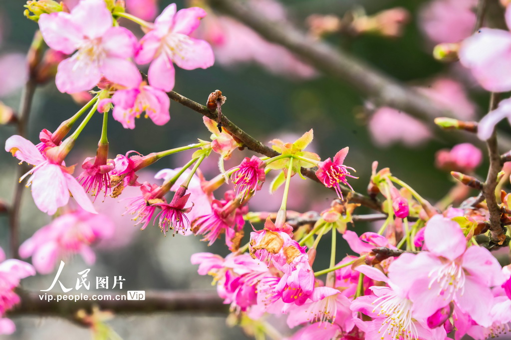 湖南靖州：茶樱相映春意浓【3】