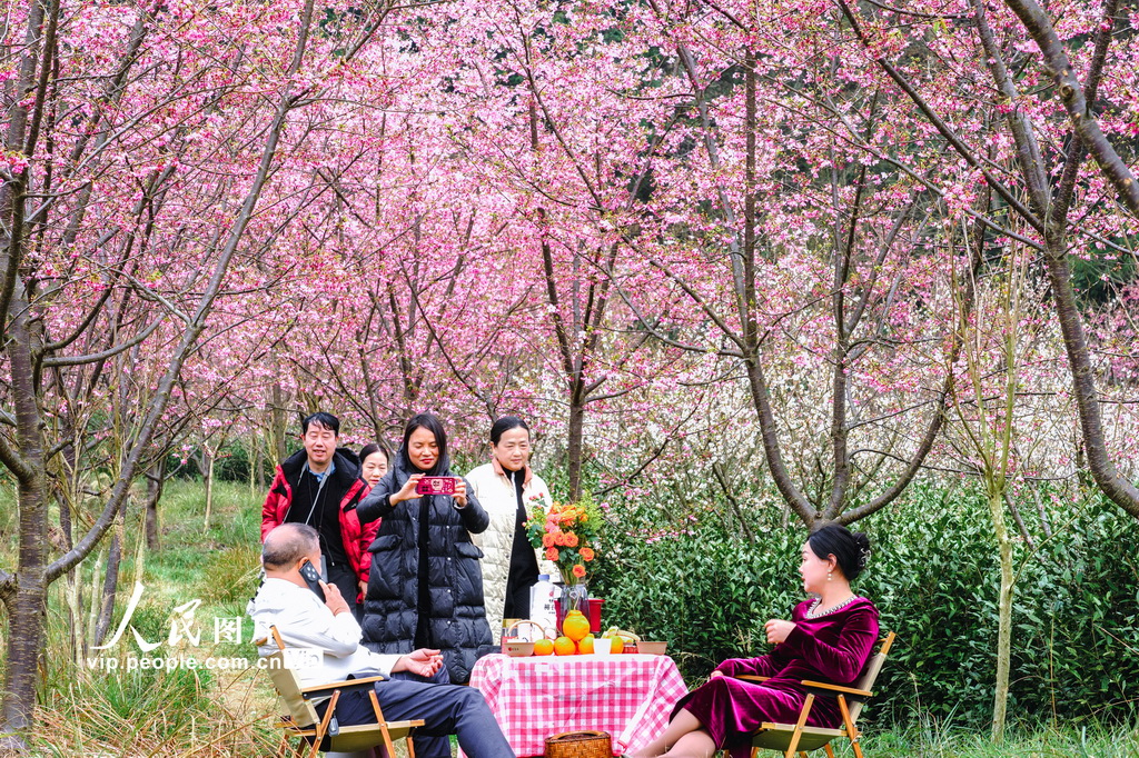 湖南靖州：茶樱相映春意浓【4】