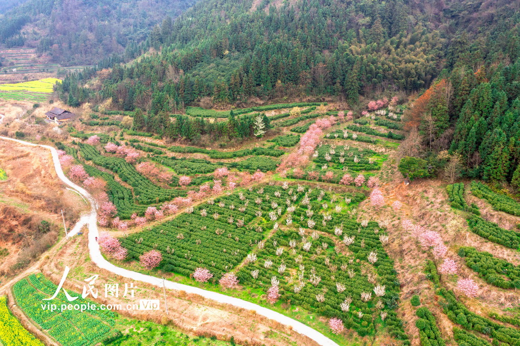 湖南靖州：茶樱相映春意浓【5】