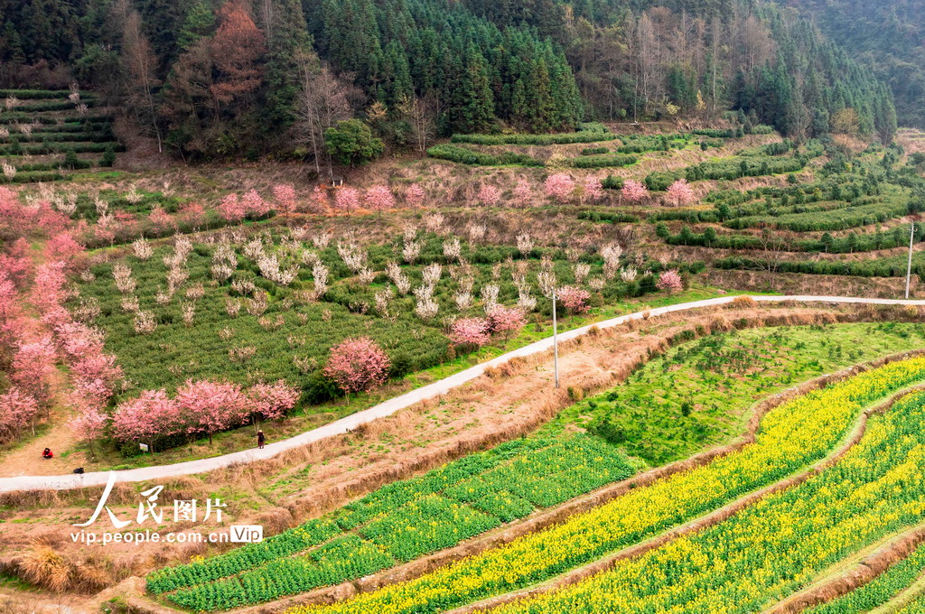 湖南靖州：茶樱相映春意浓【6】