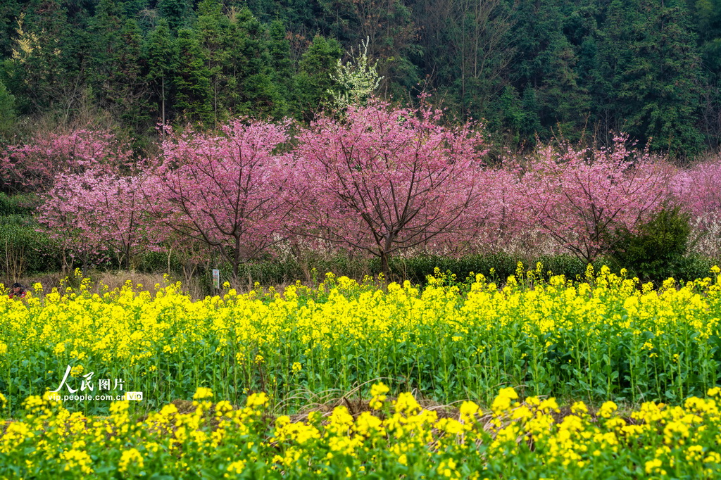 湖南靖州：茶樱相映春意浓【7】