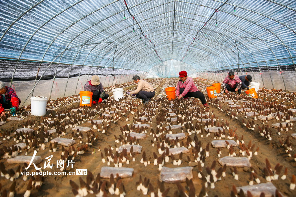 江苏如皋：采摘羊肚菌【2】