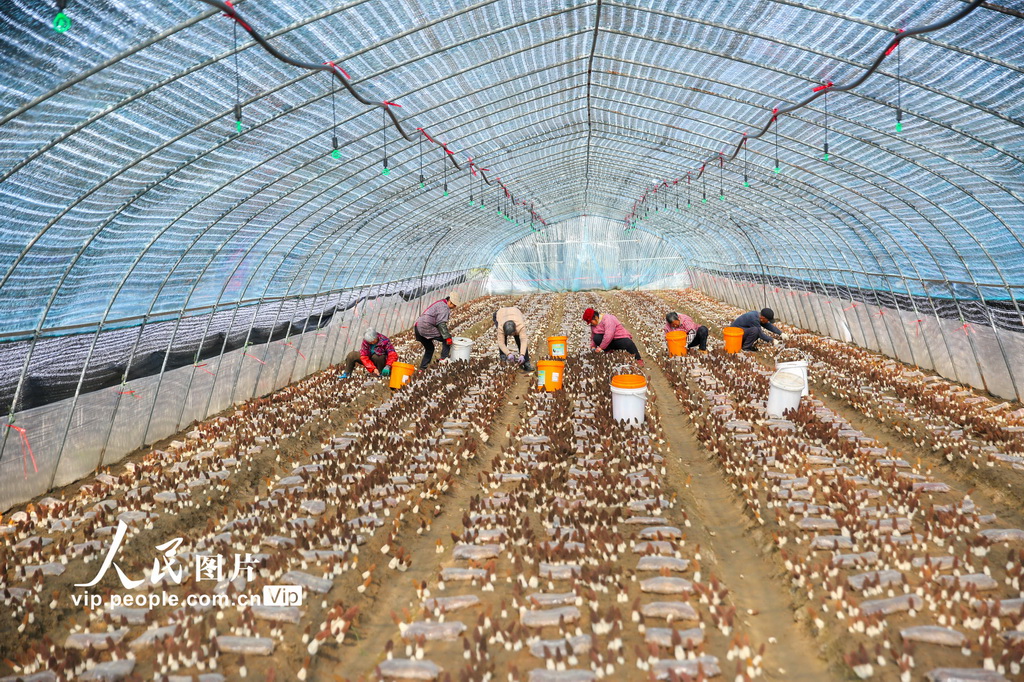 江苏如皋:采摘羊肚菌【6】