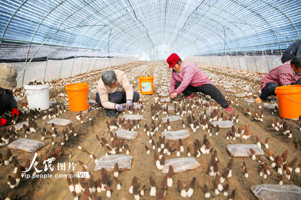 江苏如皋:采摘羊肚菌【7】