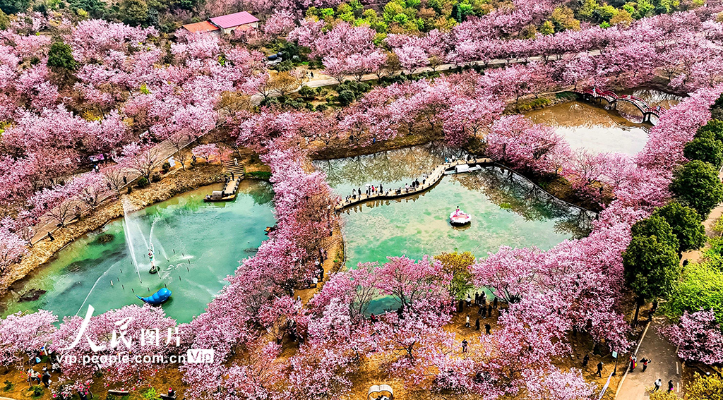 湖南常宁：樱花盛开引客来【2】