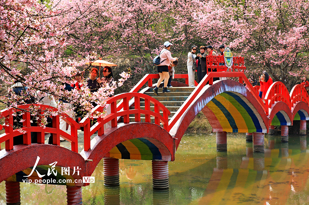 湖南常宁：樱花盛开引客来【4】