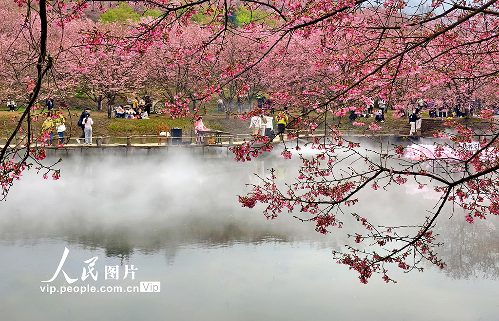 湖南常宁：樱花盛开引客来【3】