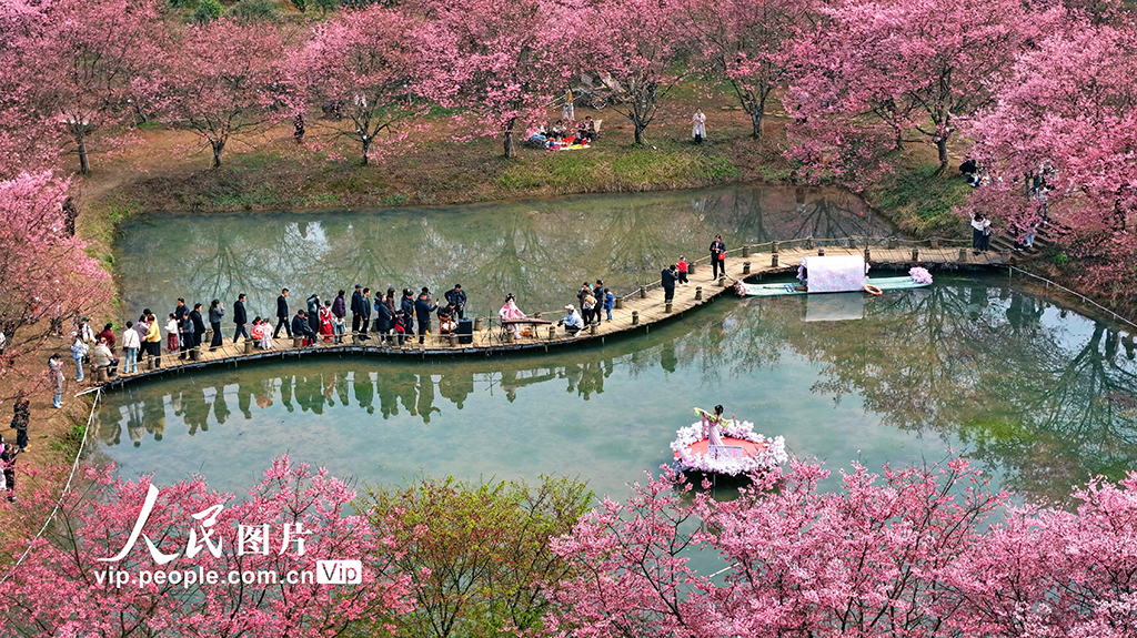 湖南常宁：樱花盛开引客来【5】