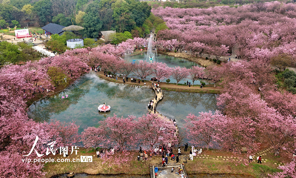 湖南常宁:樱花盛开引客来【6】