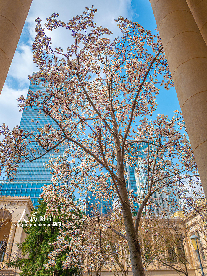 上海：白玉兰迎春绽放【3】