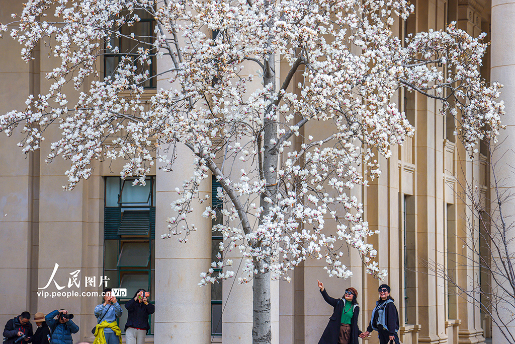 上海：白玉兰迎春绽放【5】