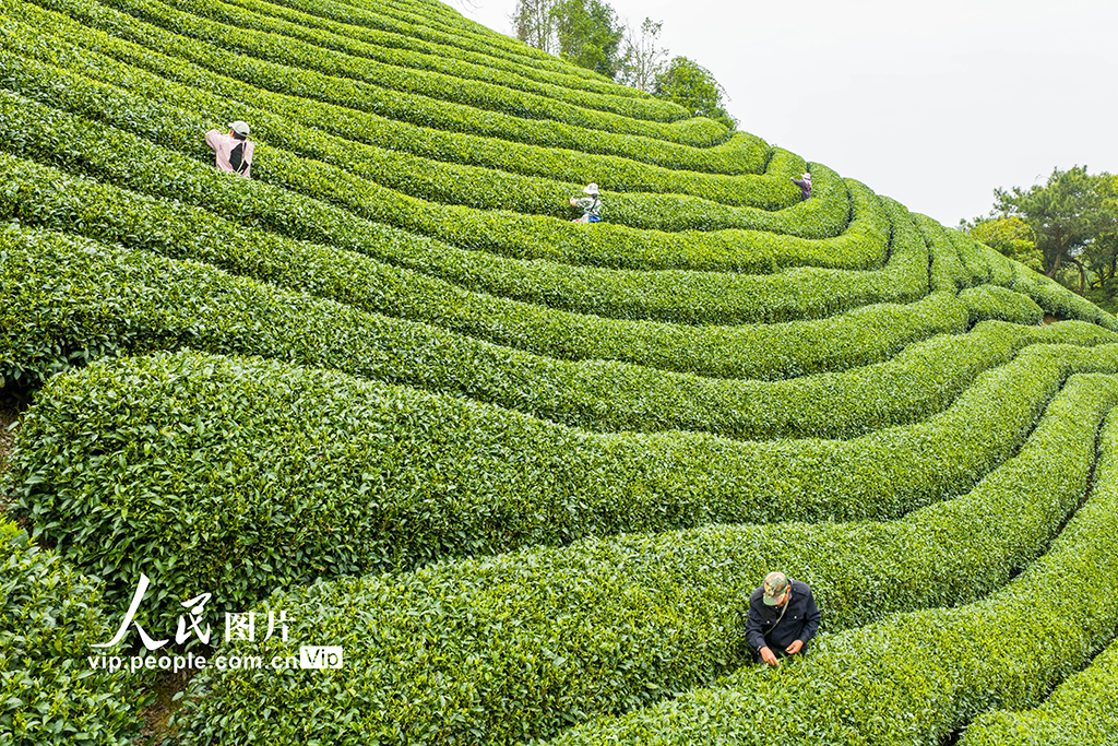 广西昭平:采摘春茶【3】
