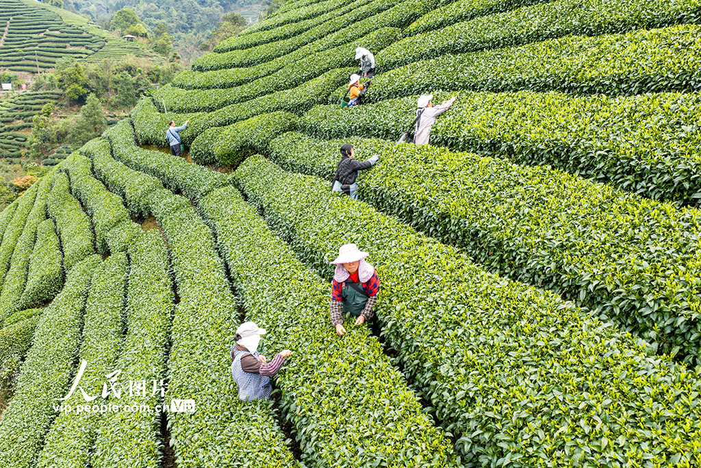 广西昭平:采摘春茶【2】
