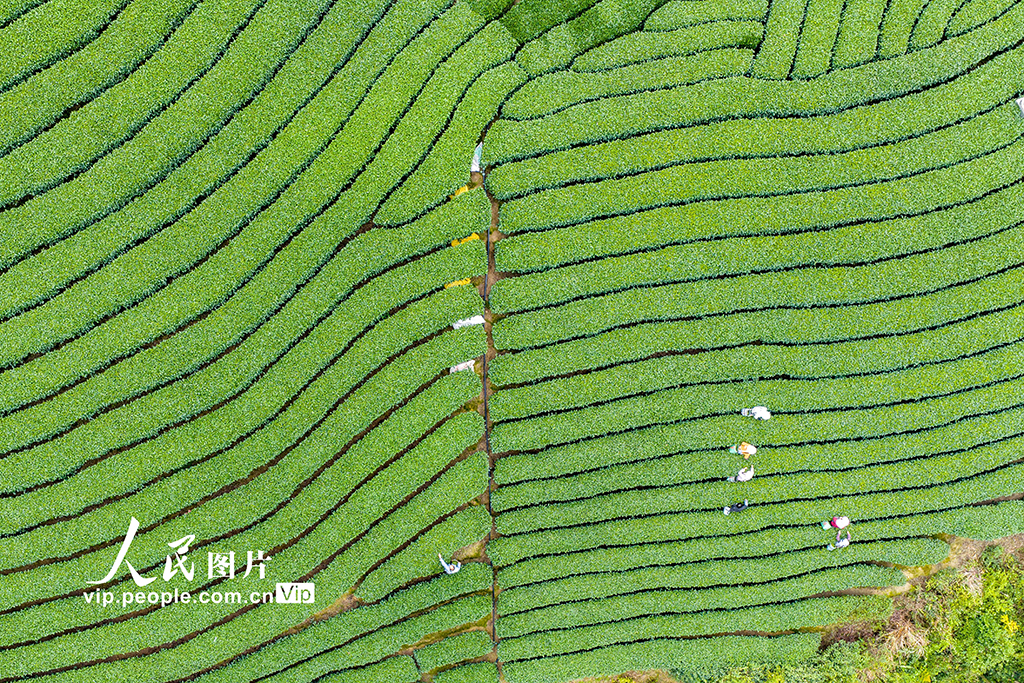 广西昭平：采摘春茶【4】