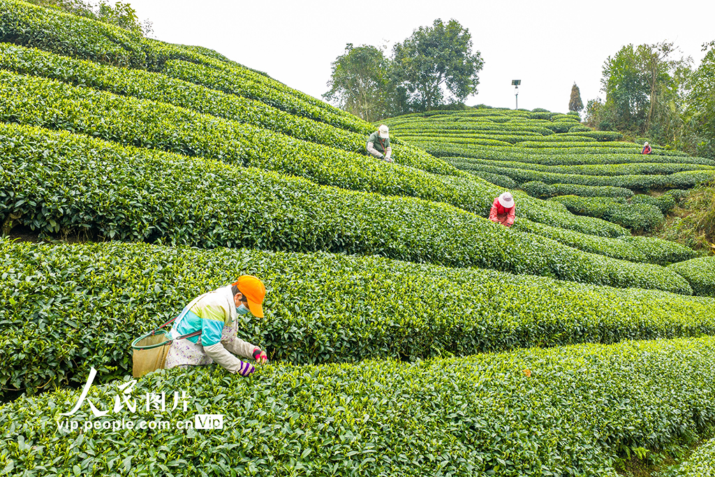 广西昭平：采摘春茶【5】