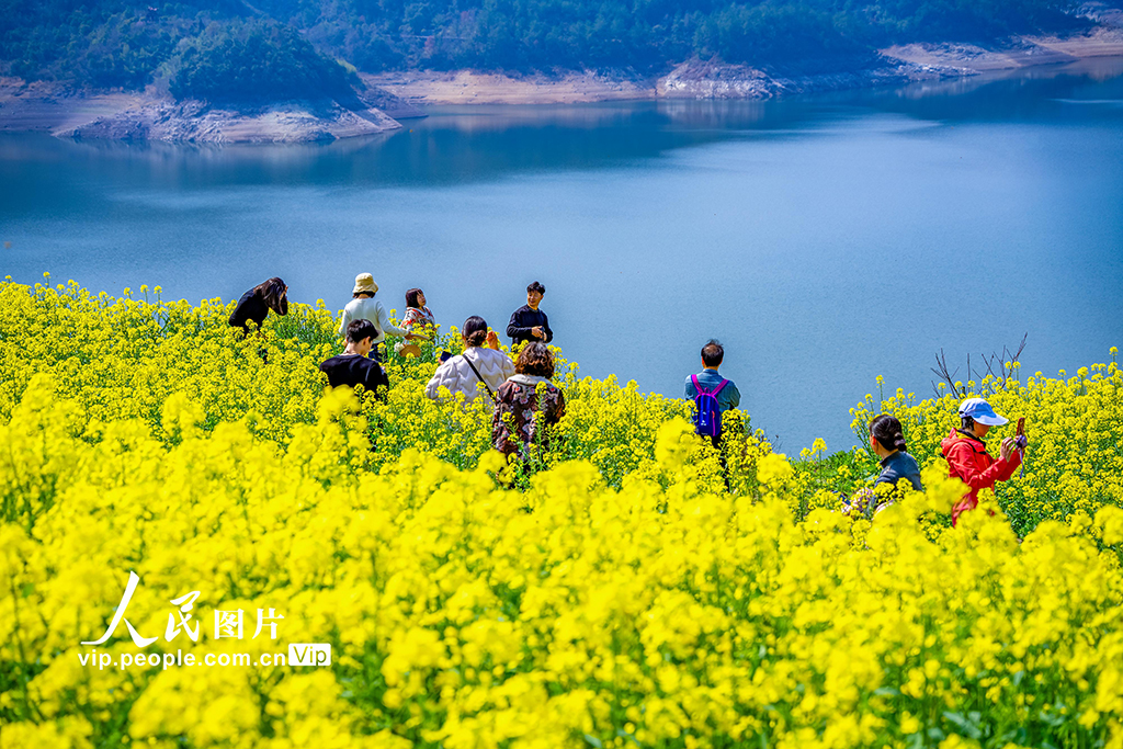浙江新昌:油菜花开 春意浓【2】