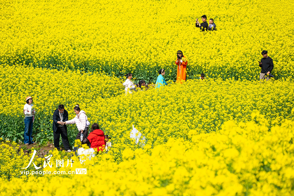 浙江新昌：油菜花开 春意浓【5】
