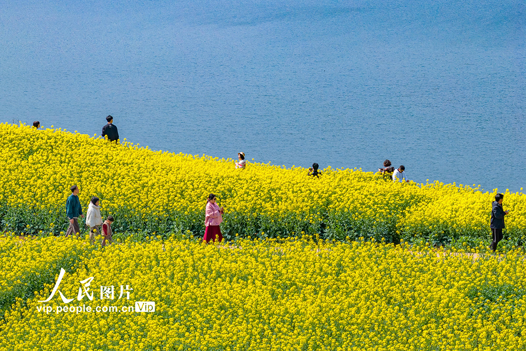 浙江新昌:油菜花开 春意浓【6】