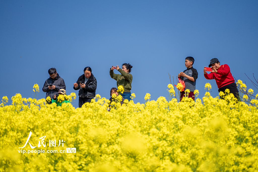 浙江新昌：油菜花开 春意浓【7】