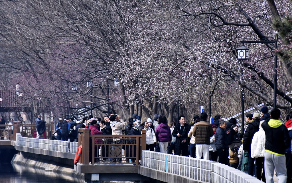 3月8日,市民在朝阳区二道沟河六里屯段的“山桃花溪”赏花休闲。