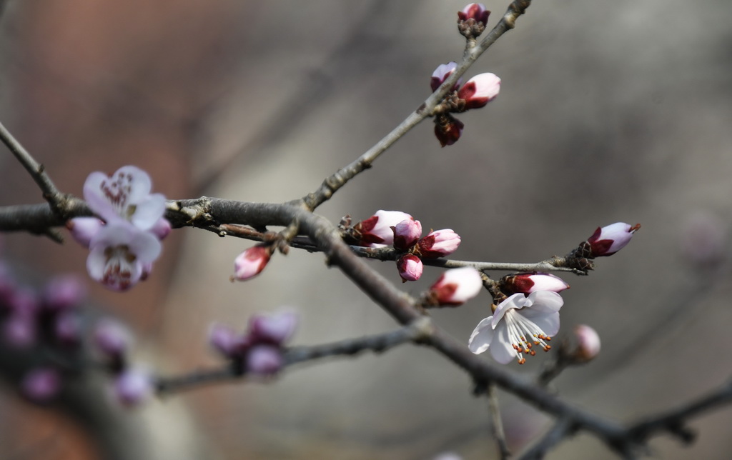 这是3月8日在朝阳区二道沟河六里屯段的“山桃花溪”拍摄的即将盛开的山桃花。