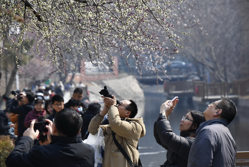 3月8日,市民在朝阳区二道沟河六里屯段的“山桃花溪”赏花休闲。