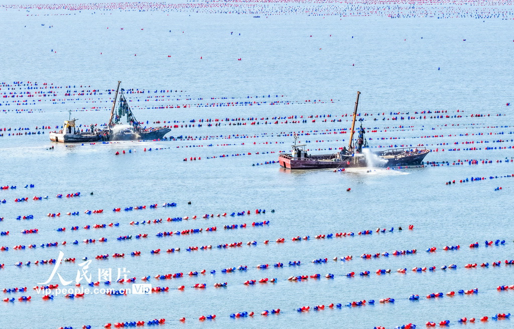 江苏连云港:“海洋牧场”春潮涌动【2】