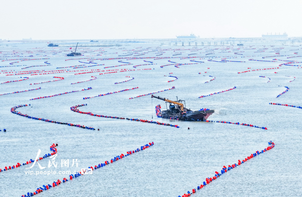 江苏连云港：“海洋牧场”春潮涌动【3】