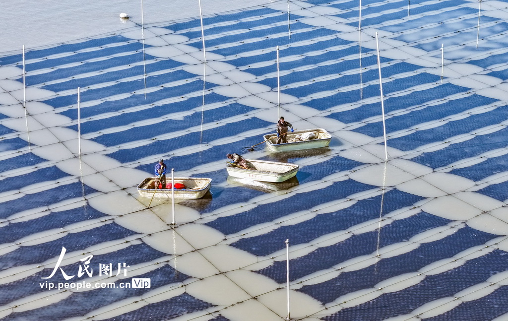 江苏连云港：“海洋牧场”春潮涌动【5】