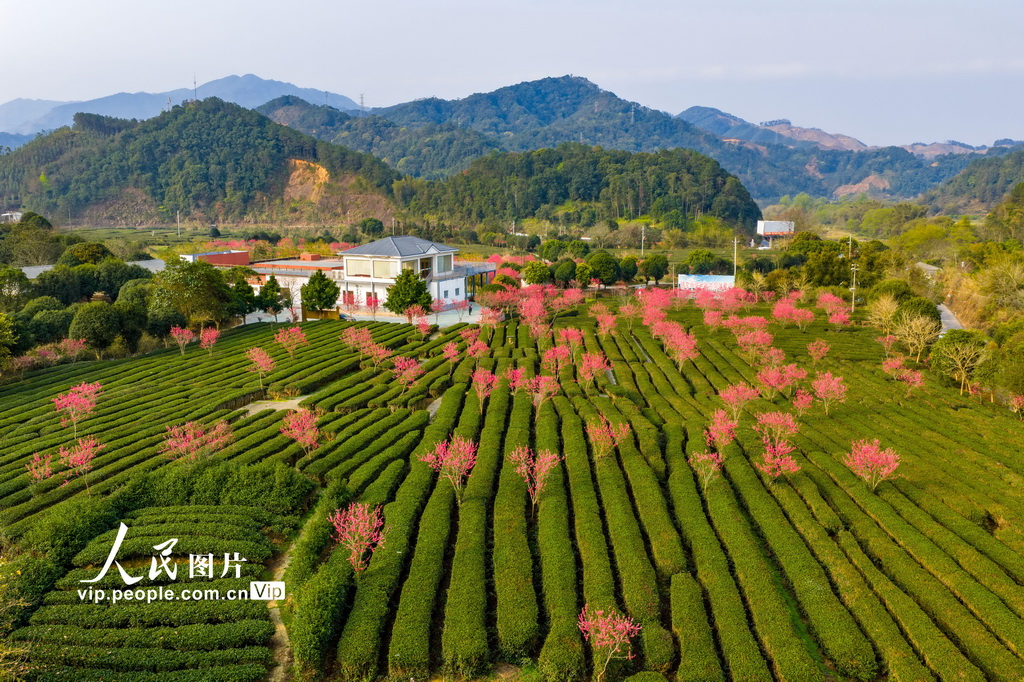 广西昭平：春日茶园景色美【2】