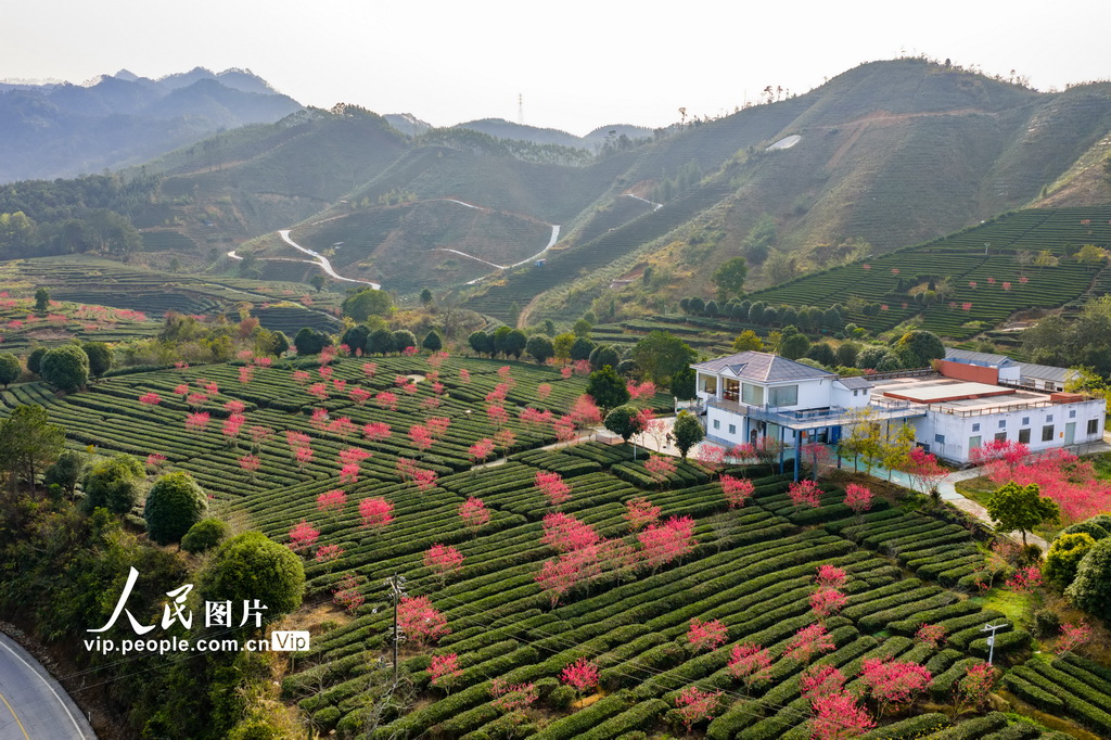 广西昭平:春日茶园景色美【3】
