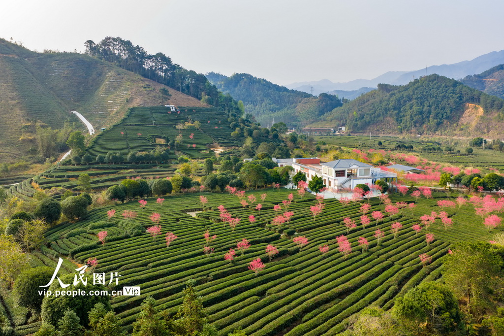 广西昭平:春日茶园景色美【4】