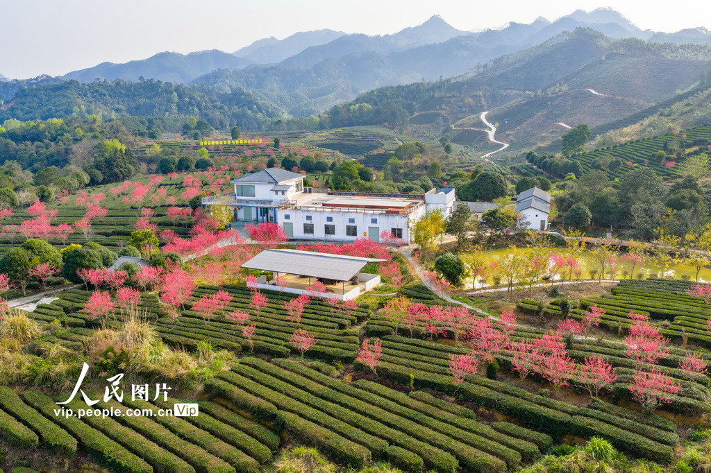 广西昭平:春日茶园景色美【5】