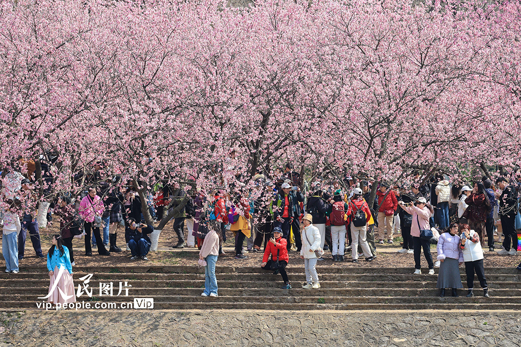 江苏南京:樱花烂漫春意浓【2】