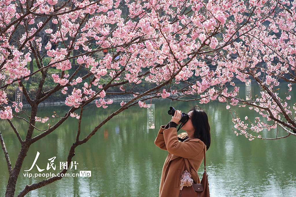江苏南京：樱花烂漫春意浓【3】